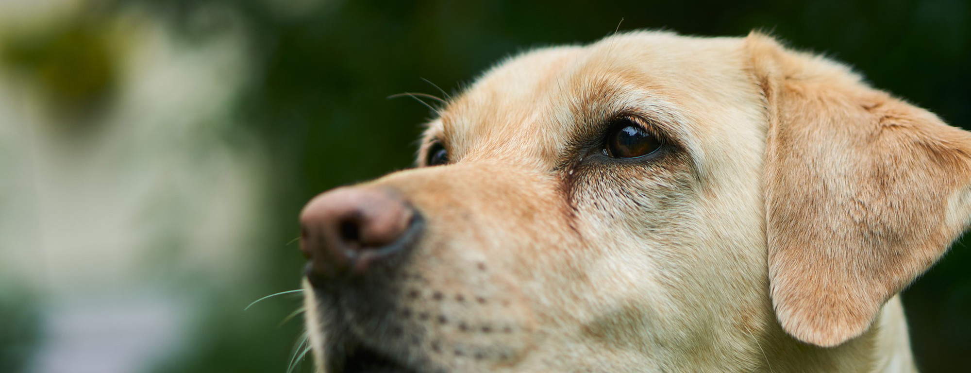 What's Up, Dog? Clicks IT Recruitment