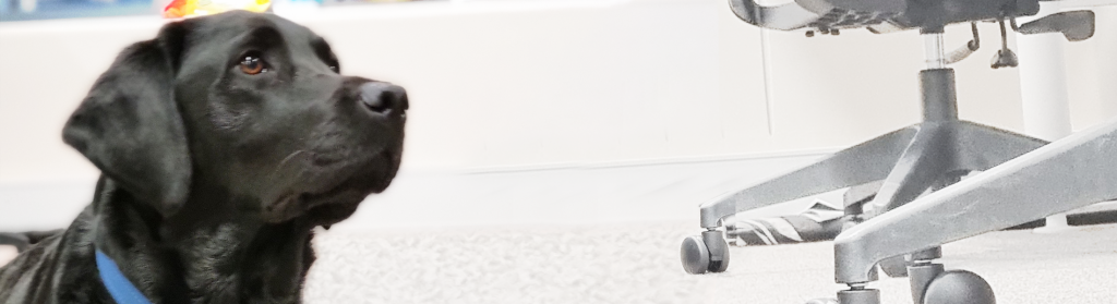 Benefits of a Pet-Friendly Workplace