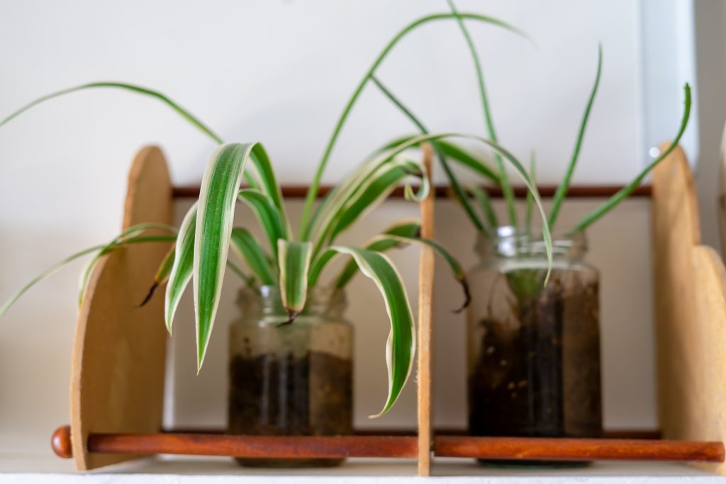 Chlorophytum comosum or spider plants in a clear transparent jar.