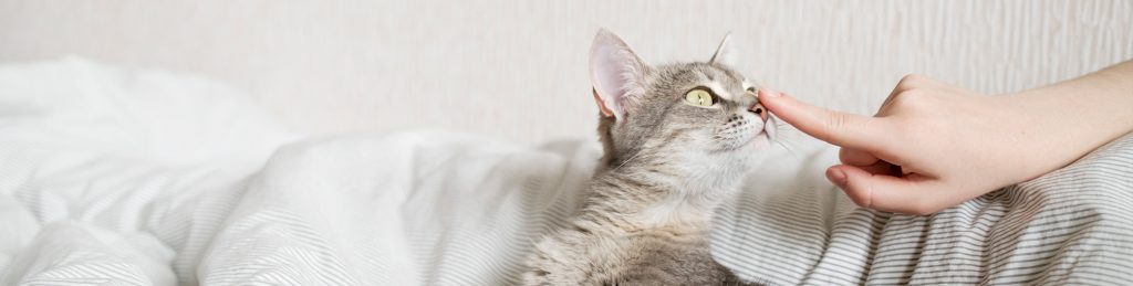 Tips for Adopting a Cat!